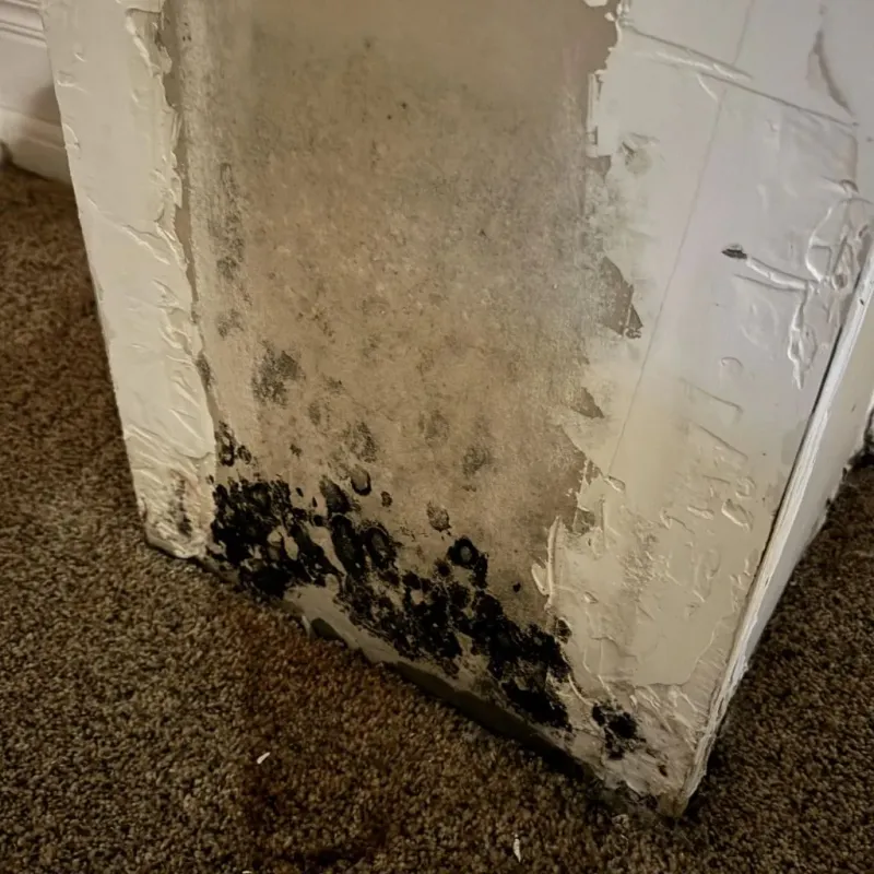Professional Mold Removal in Chesterton, IN